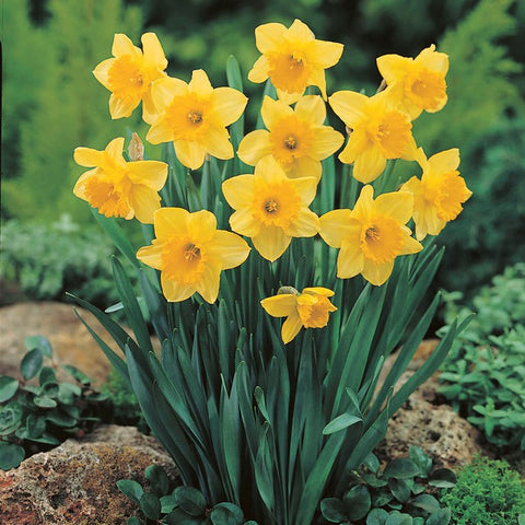 Daffodil 'Carlton'