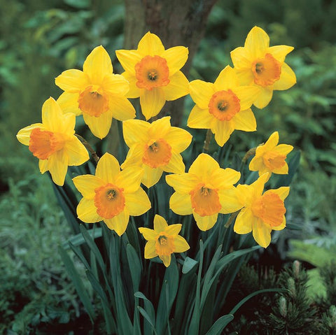 Daffodil 'Fortune'