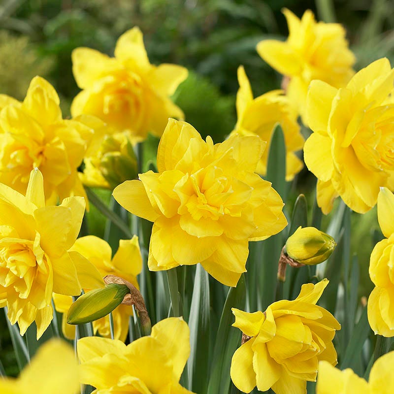 Daffodil 'Golden Ducat'