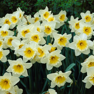 Daffodil 'Ice Follies'