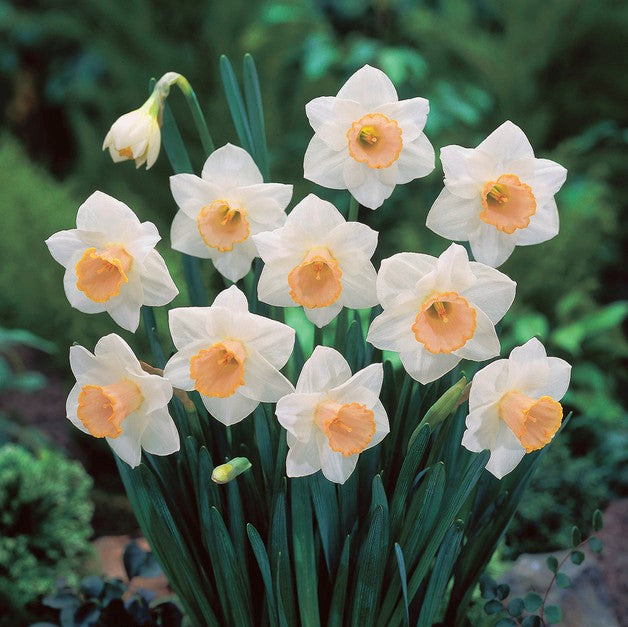 Daffodil 'Salome'