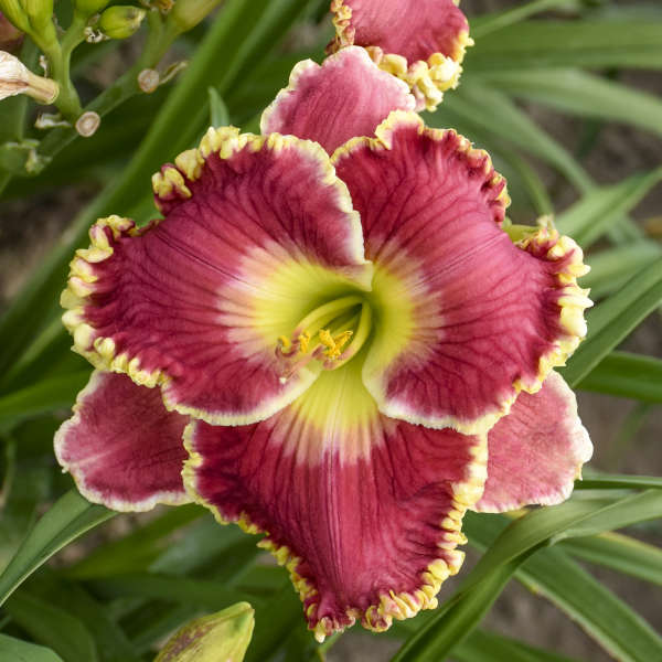 Daylily 'Born to Run'