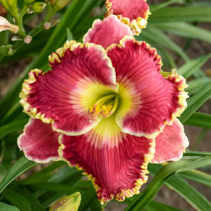 Daylily 'Born to Run'