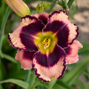 Daylily 'Rock Solid'
