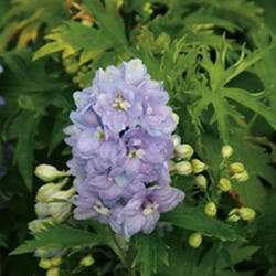 Delphinium 'Guardian Lavender’