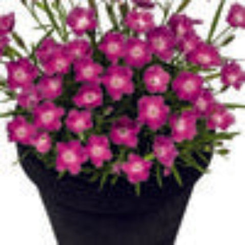 Dianthus 'Beauties Kahori Pink'