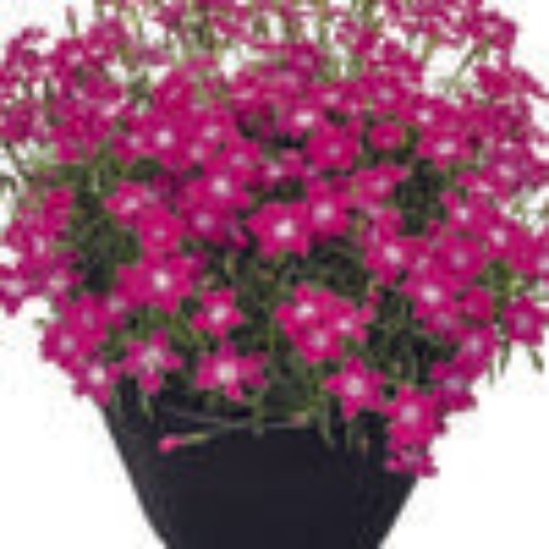 Dianthus 'Beauties® Kahori Scarlet®'