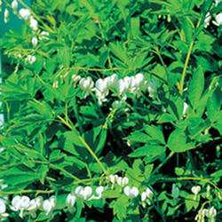 Dicentra ‘Alba’