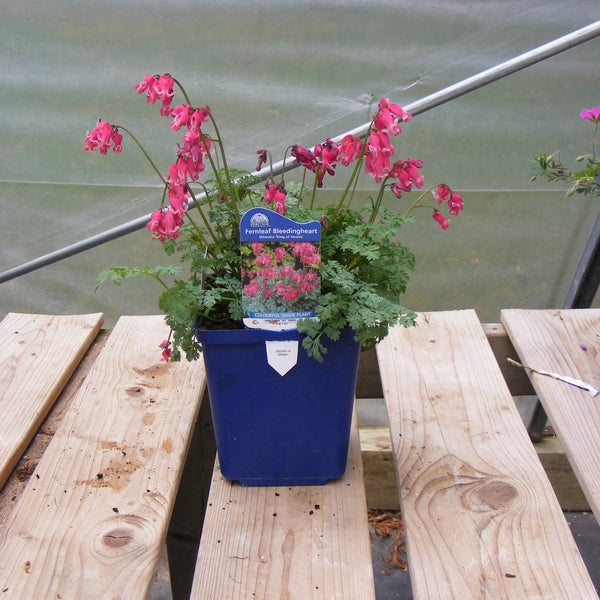 Dicentra 'King of Hearts'