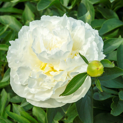 Peony 'Duchesse de Nemours'