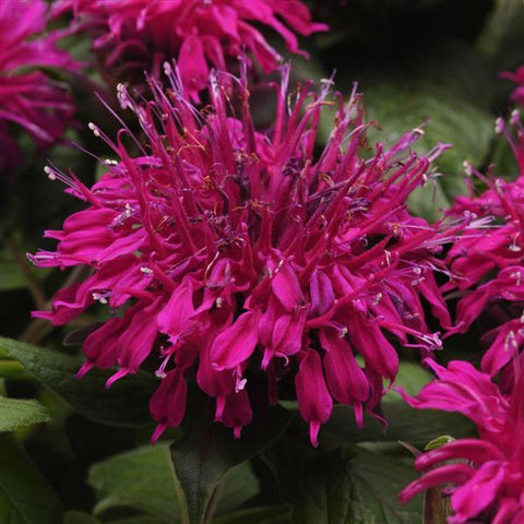 Monarda 'Balmy Purple'