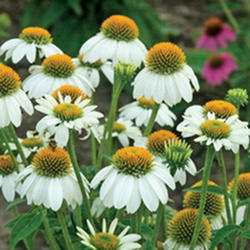 Coneflower 'PowWow White’