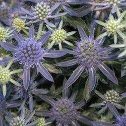 Sea Holly 'Blue Hobbit'