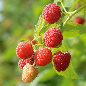 Raspberry 'Latham'