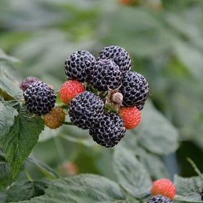 Raspberry 'Munger Black'