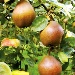 Pear Tree 'Combination'