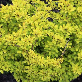 Barberry 'Sunsation'