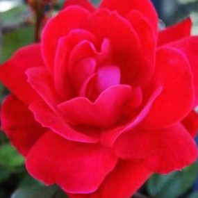 Rose 'Double Knock Out’ (Red)