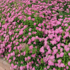 Spirea 'Anthony Waterer'