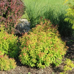 Spirea 'Gold Flame'