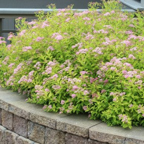 Spirea 'Gold Mound'