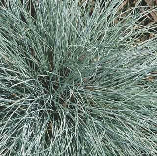 Blue Fescue Grass 'Beyond Blue'