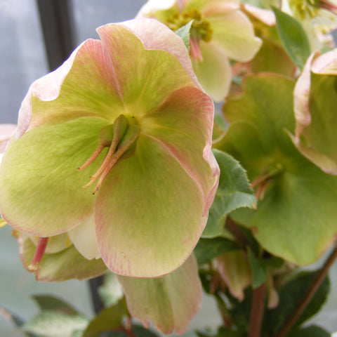 Helleborus 'Glenda's Gloss'