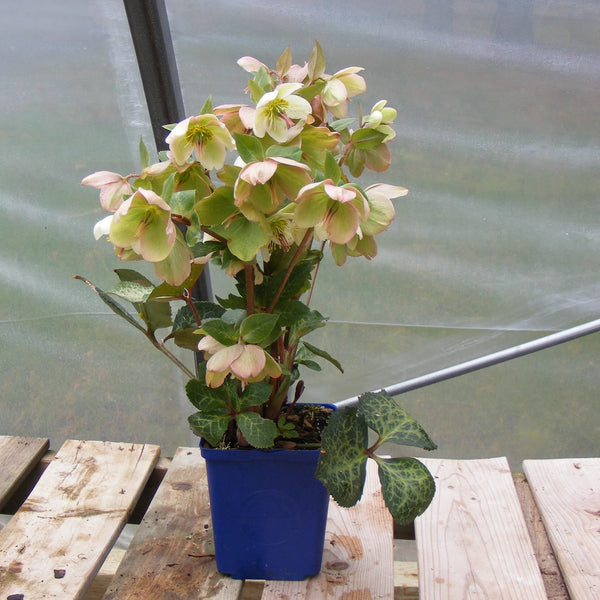 Helleborus 'Glenda's Gloss'