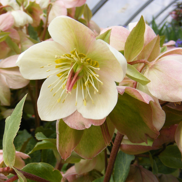 Helleborus 'Molly's White'