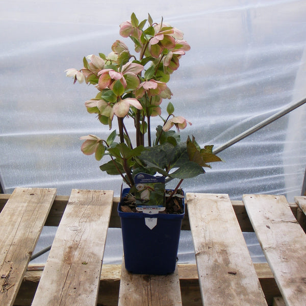 Helleborus 'Molly's White'