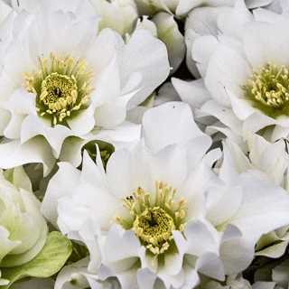 Helleborus 'Wedding Bells'