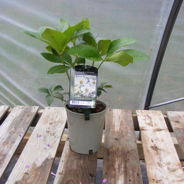 Helleborus 'Wedding Bells'