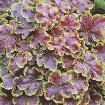 Heucherella 'Solar Eclipse'