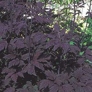 Snakeroot 'Hillside Black Beauty'