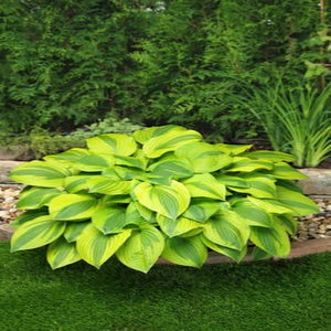 Hosta 'Velvet Moon'