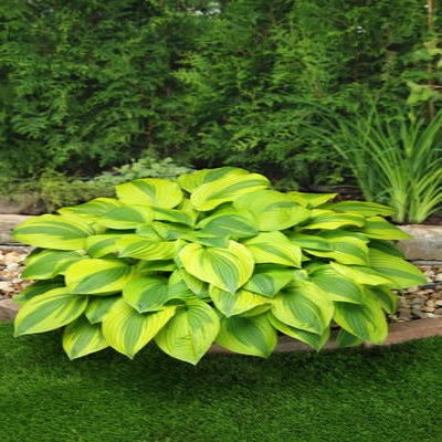 Hosta 'Velvet Moon'
