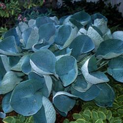 Hosta 'Abiqua Drinking Gourd’