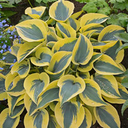 Hosta 'Autumn Frost'