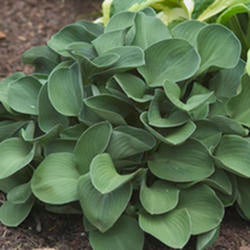 Hosta 'Blue Mouse Ears’