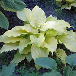 Hosta 'Dancing Queen’