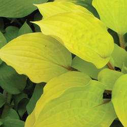 Hosta 'Fire Island’