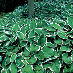 Hosta 'Francee’