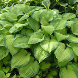 Hosta 'Guacamole’