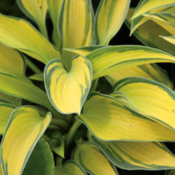 Hosta 'June’