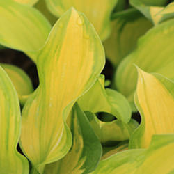 Hosta 'Lakeside Banana Bay’