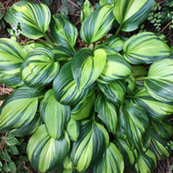 Hosta 'Rainbow′s End’