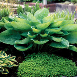 Hosta 'Sum & Substance’