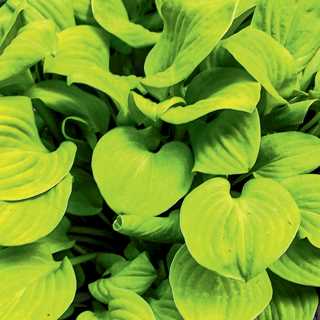 Hosta 'Sun Mouse'