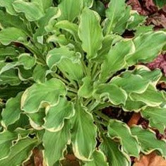 Hosta 'Wheee!'