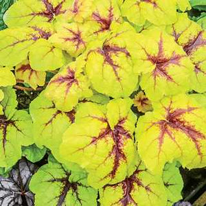 Heucherella 'Catching Fire'